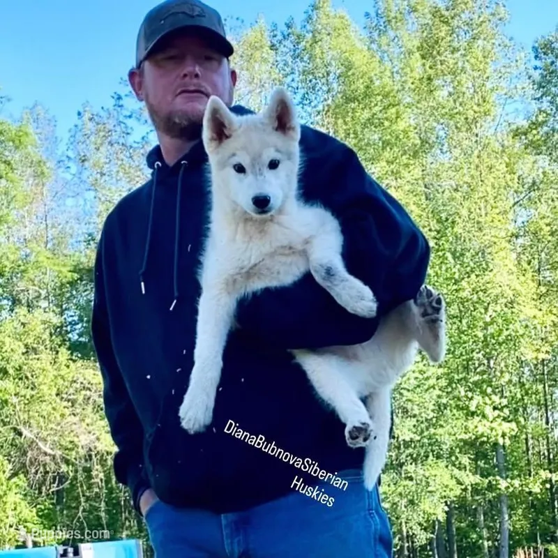 SILVER BOY  – Siberian Husky puppy for sale in Greensboro, NC