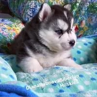 BEAR BOY , a male Siberian Husky for sale in Greensboro, NC – 9 of 10