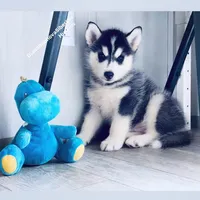 BOY ( BLACK /WHITE ) , a male Siberian Husky for sale in Greensboro, NC – 5 of 6