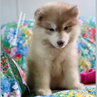 RED BEAR GIRL ( Green/Amber eyes) , a female Siberian Husky for sale in Greensboro, NC – 9 of 9