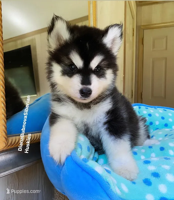 Black/White Bear Gilr  – Siberian Husky puppy for sale in Greensboro, NC