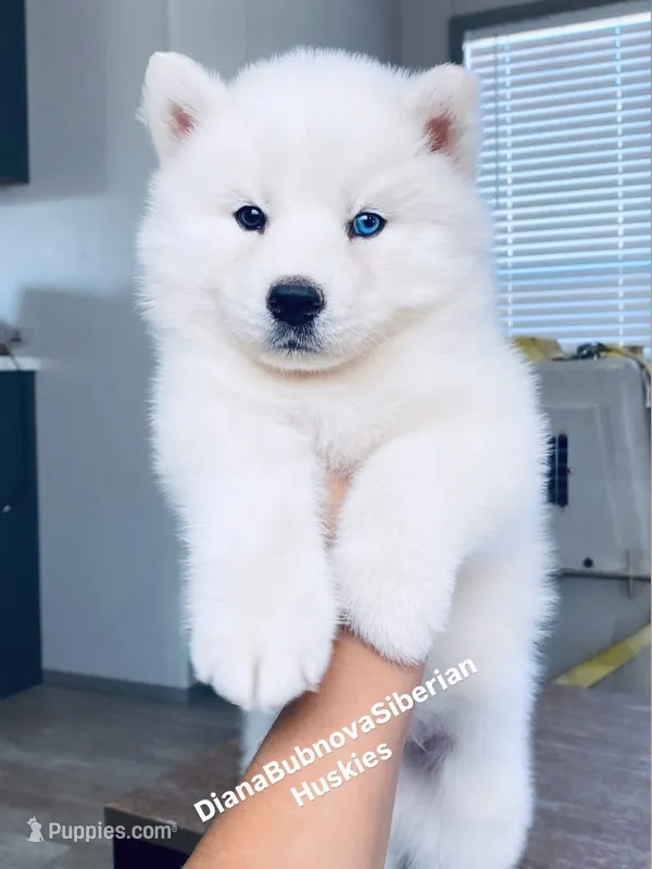 ASTI BOY ( One Blue/One Brown Eye )  – Siberian Husky puppy for sale in Greensboro, NC