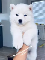 ASTI BOY ( One Blue/One Brown Eye ) , a male Siberian Husky for sale in Greensboro, NC – 1 of 10