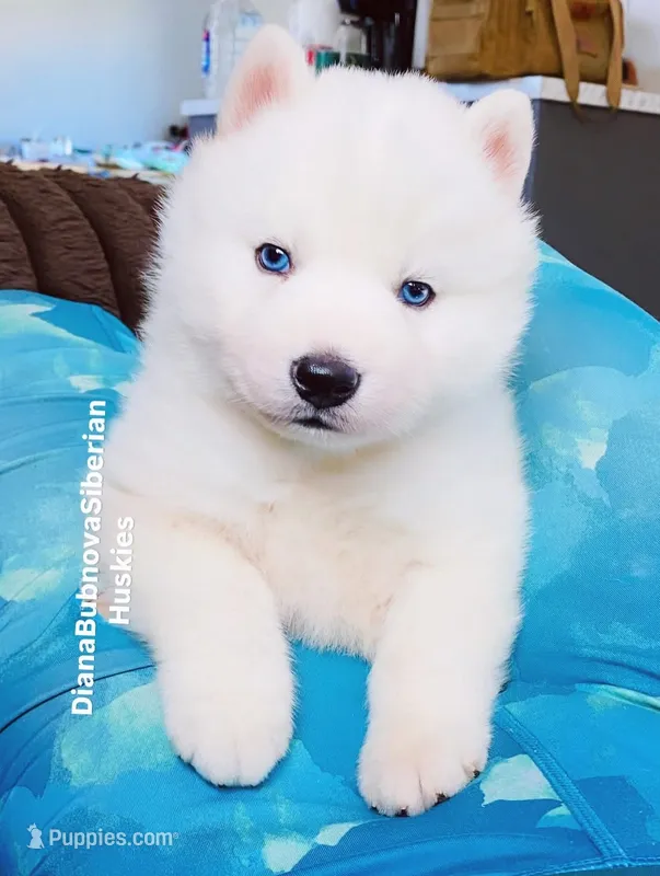 BLUE EYED PURE WHITE BOY  – Siberian Husky puppy for sale in Greensboro, NC