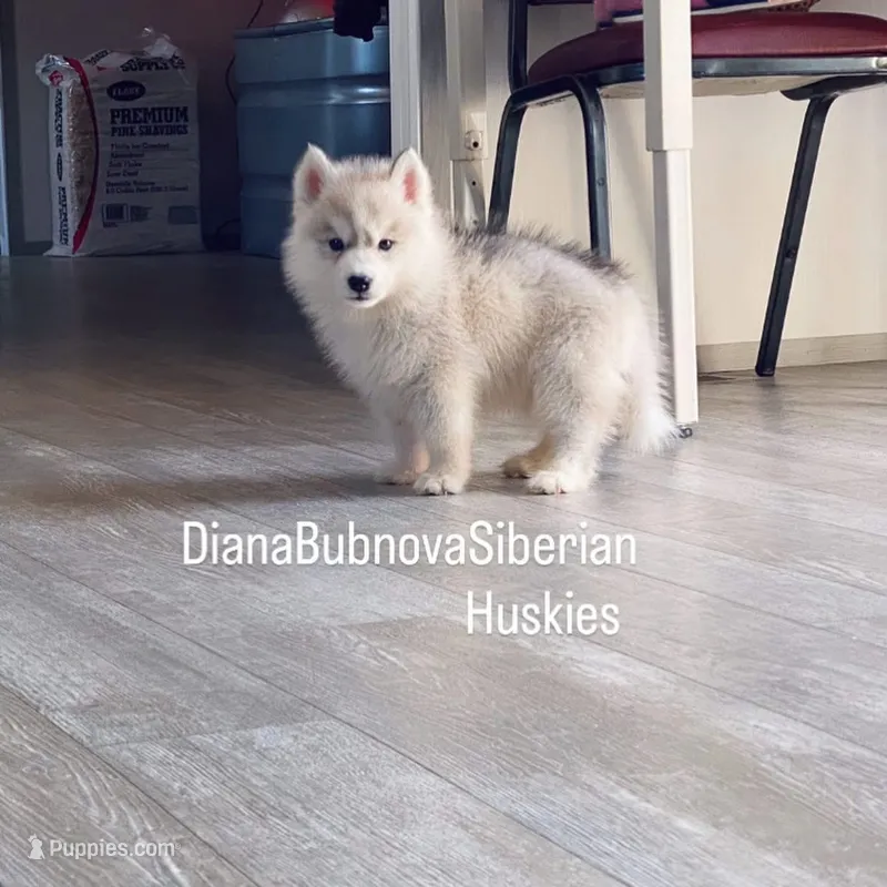 GREY BOY ( APOLLO )  – Siberian Husky puppy for sale in Greensboro, NC