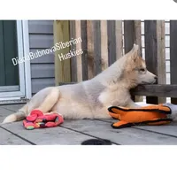 ROLEX ( RED BOY ) , a male Siberian Husky for sale in Greensboro, NC – 8 of 10