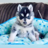 MINIATURE SIZE BOY ( BROWN EYES ) , a male Siberian Husky and Alaskan Klee Kai for sale in Greensboro, NC – 4 of 9