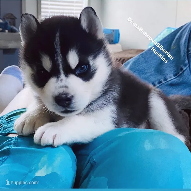 Black/White Boy ( one blue/one brown eye )  – Siberian Husky puppy for sale in Greensboro, NC