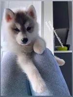 GREY BEAR BOY , a male Siberian Husky for sale in Greensboro, NC – 7 of 8