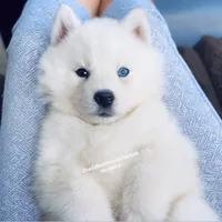 ASTI BOY ( One Blue/One Brown Eye ) , a male Siberian Husky for sale in Greensboro, NC – 2 of 10