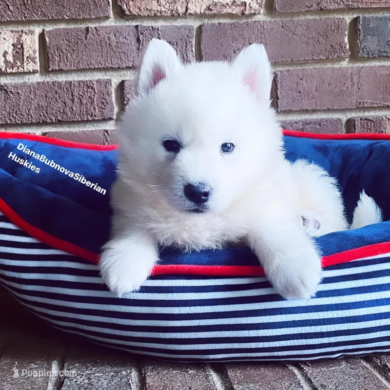 PURE WHITE BEAR BOY  – Siberian Husky puppy for sale in Greensboro, NC