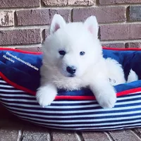PURE WHITE BEAR BOY , a male Siberian Husky for sale in Greensboro, NC – 1 of 6