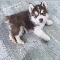FARAON ( DARK RED BOY ) , a male Siberian Husky for sale in Greensboro, NC – 1 of 1