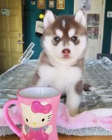 DARK RED GIRL , a female Siberian Husky for sale in Greensboro, NC – 1 of 5