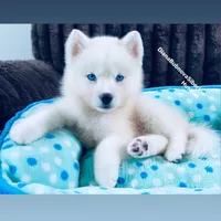 BLUE EYED PURE WHITE GIRL , a male Siberian Husky for sale in Greensboro, NC – 3 of 10