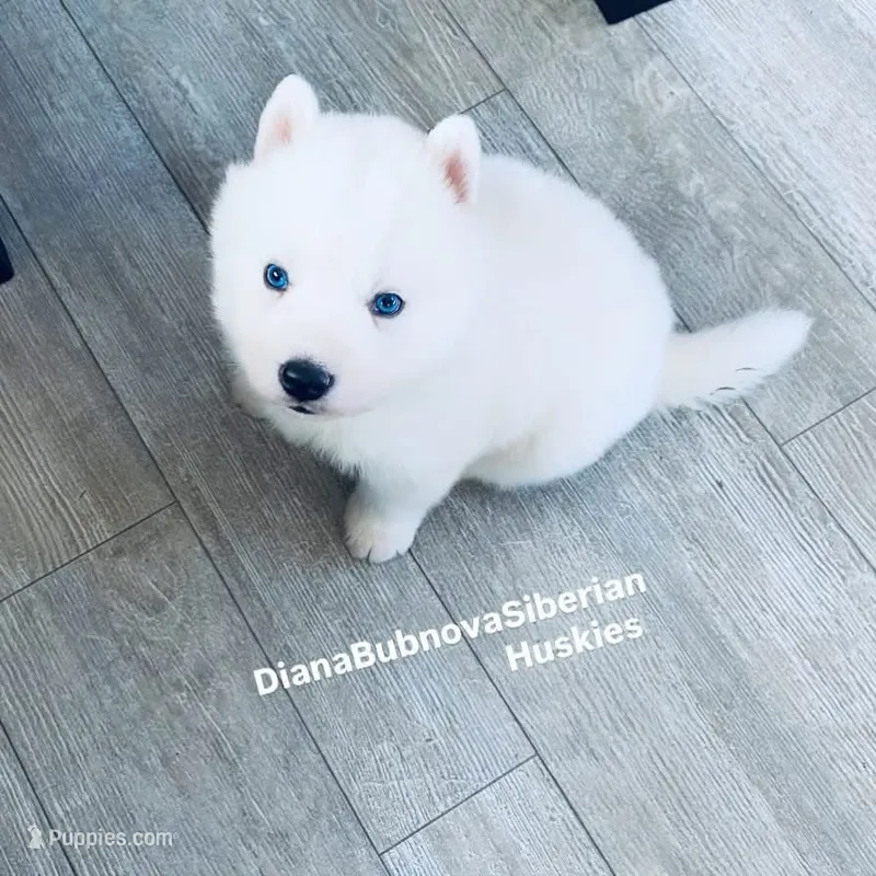 “ SNOW “ BLUE EYED BOY  – Siberian Husky puppy for sale in Greensboro, NC