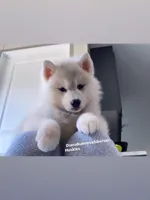 SILVER BEAR BOY , a male Siberian Husky for sale in Greensboro, NC – 4 of 4