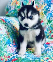 BLACK/WHITE BLUE EYED GIRL , a female Siberian Husky for sale in Greensboro, NC – 4 of 9