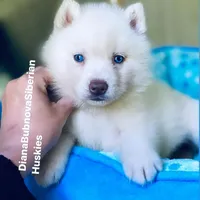 SKY ( Pure White Blue Eyed ) GIRL , a female Siberian Husky for sale in Greensboro, NC – Photo 4 of 5
