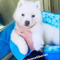 SKY ( Pure White Blue Eyed ) GIRL , a female Siberian Husky for sale in Greensboro, NC – Photo 2 of 5