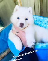 SKY ( Pure White Blue Eyed ) GIRL , a female Siberian Husky for sale in Greensboro, NC – Photo 2 of 5
