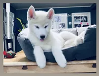 SKY PURE WHITE GIRL , a female Siberian Husky for sale in Greensboro, NC – 1 of 3