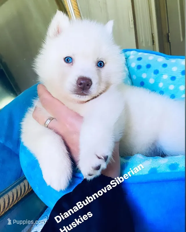 SKY ( Pure White Blue Eyed ) GIRL 