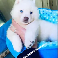 SKY ( Pure White Blue Eyed ) GIRL , a female Siberian Husky for sale in Greensboro, NC – Photo 1 of 5