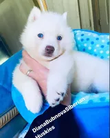 SKY ( Pure White Blue Eyed ) GIRL , a female Siberian Husky for sale in Greensboro, NC – Photo 1 of 5