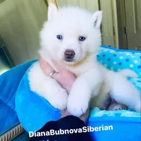 SKY ( Pure White Blue Eyed ) GIRL , a female Siberian Husky for sale in Greensboro, NC – Photo 5 of 5
