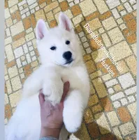 SKY PURE WHITE GIRL , a female Siberian Husky for sale in Greensboro, NC – 3 of 3
