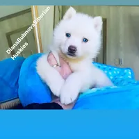 SKY ( Pure White Blue Eyed ) GIRL , a female Siberian Husky for sale in Greensboro, NC – Photo 3 of 5