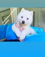 SKY ( Pure White Blue Eyed ) GIRL , a female Siberian Husky for sale in Greensboro, NC – Photo 3 of 5