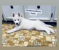 SKY PURE WHITE GIRL , a female Siberian Husky for sale in Greensboro, NC – 2 of 3