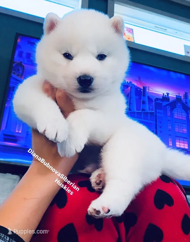 BLUE EYED PURE WHITE BOY  – Siberian Husky puppy for sale in Greensboro, NC
