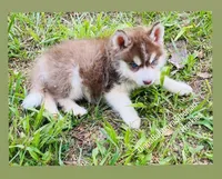 BLUE EYED DARK RED BOY , a male Siberian Husky for sale in Greensboro, NC – 2 of 7