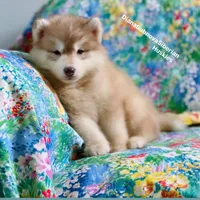 RED BEAR GIRL ( Green/Amber eyes) , a female Siberian Husky for sale in Greensboro, NC – 7 of 9