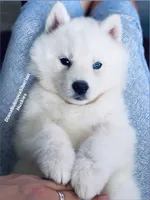 ASTI BOY ( One Blue/One Brown Eye ) , a male Siberian Husky for sale in Greensboro, NC – 5 of 10