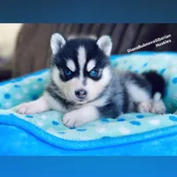 MINIATURE SIZE BLUE EYED GIRL , a female Siberian Husky and Alaskan Klee Kai for sale in Greensboro, NC – 6 of 9