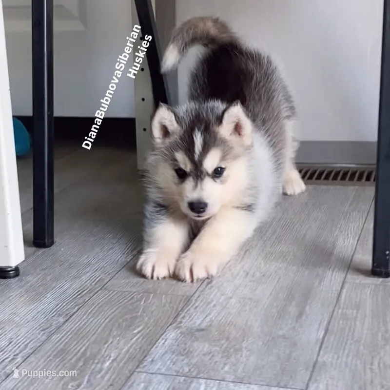 BLACK /WHITE ( BOY )  – Siberian Husky puppy for sale in Greensboro, NC