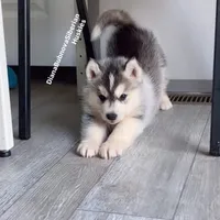 BLACK /WHITE ( BOY ) , a male Siberian Husky for sale in Greensboro, NC – 1 of 7