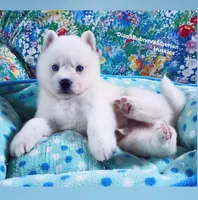 “ SIMBA “ BLUE EYED PURE WHITE BOY , a male Siberian Husky for sale in Greensboro, NC – 4 of 8