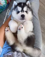 BEAR BOY ( One Blue /One Brown Eye ) , a male Siberian Husky for sale in Greensboro, NC – 2 of 3