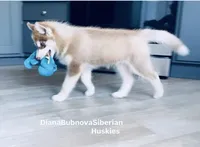 DARK RED BOY ( GREEN/AMBER EYES ) , a male Siberian Husky for sale in Greensboro, NC – 2 of 2