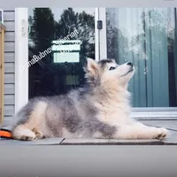BLACK/WHITE GIRL , a female Siberian Husky for sale in Greensboro, NC – 5 of 10