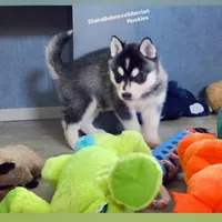 MINIATURE SIZE BLACK/WHITE BOY ( BROWN EYES )  , a male Siberian Husky and Alaskan Klee Kai for sale in Greensboro, NC – 3 of 10