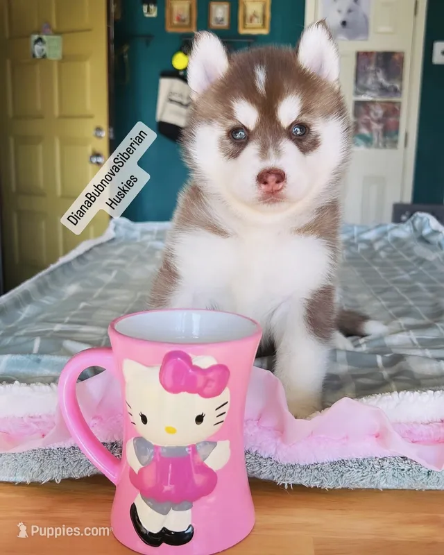 DARK RED GIRL  – Siberian Husky puppy for sale in Greensboro, NC