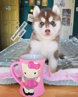 DARK RED GIRL , a female Siberian Husky for sale in Greensboro, NC – 5 of 5