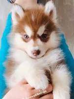 FOXY ( DARK RED BOY ) , a male Siberian Husky for sale in Greensboro, NC – 2 of 3