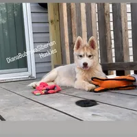 ROLEX ( RED BOY ) , a male Siberian Husky for sale in Greensboro, NC – 9 of 10